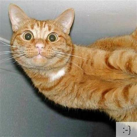 Cat Faces Funny Cats Pictures - Cat Mania