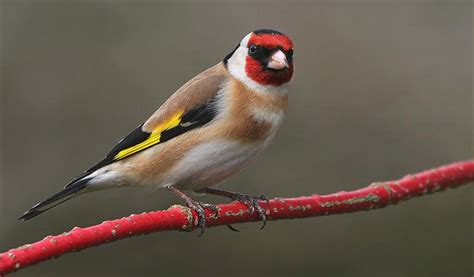 European Goldfinch Profile