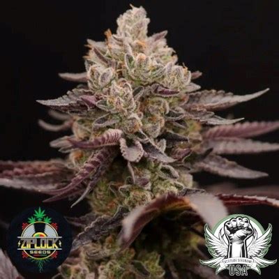 Ziplock Seeds - Cannabis Seeds - Attitude Seedbank USA