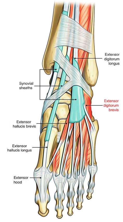 Extensor Digitorum Brevis – Earth's Lab