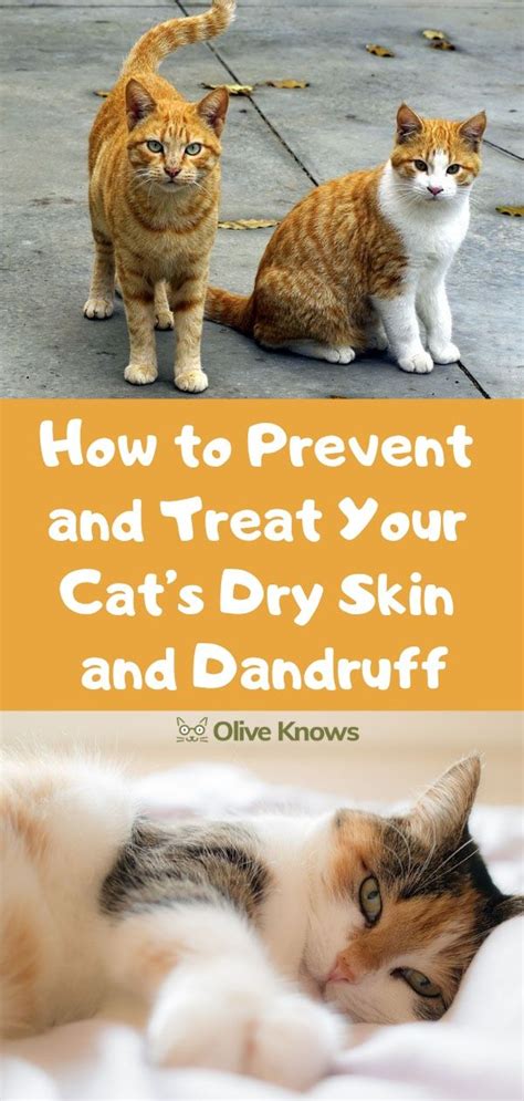 How to Prevent and Treat Your Cat's Dry Skin and Dandruff | OliveKnows ...