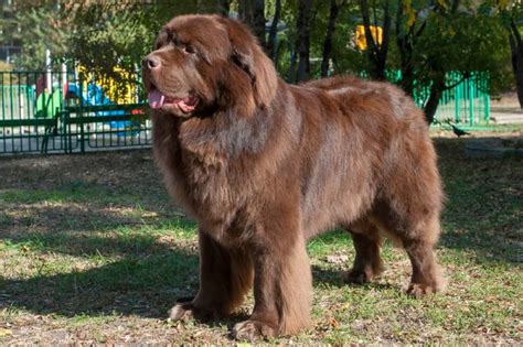 Brown Newfoundland Dog: Info, Pictures, Origin & More – Dogster