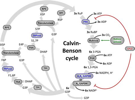 The Calvin–Benson cycle. The eleven enzymes of the Calvin–Benson cycle ...