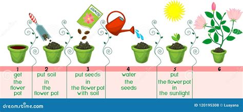 Instructions on How To Plant Flower in Sequence of Steps Stock Vector - Illustration of soil ...