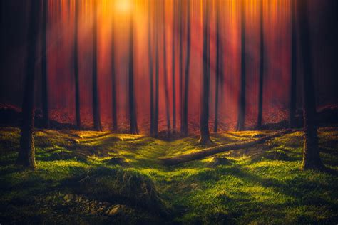 480x800 Sunbeam Forest 5k Galaxy Note,HTC Desire,Nokia Lumia 520,625 Android HD 4k Wallpapers ...