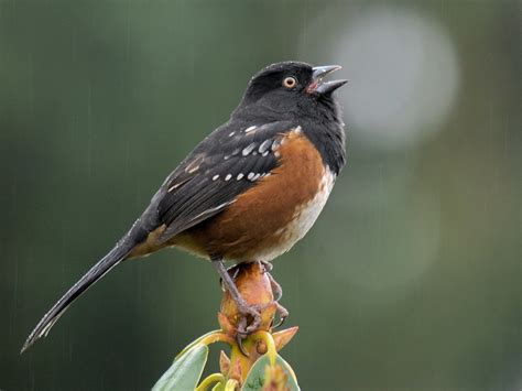 All About Birds: Spotted Towhee