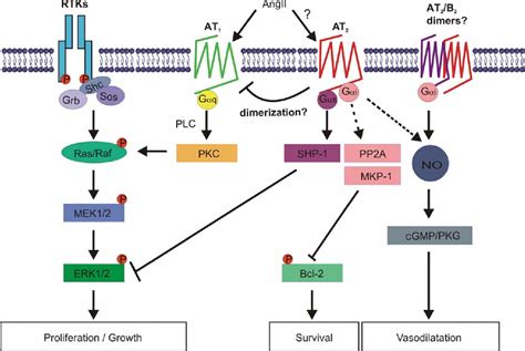 Figure 1 from The angiotensin II type 2 (AT2) receptor: an enigmatic seven transmembrane ...