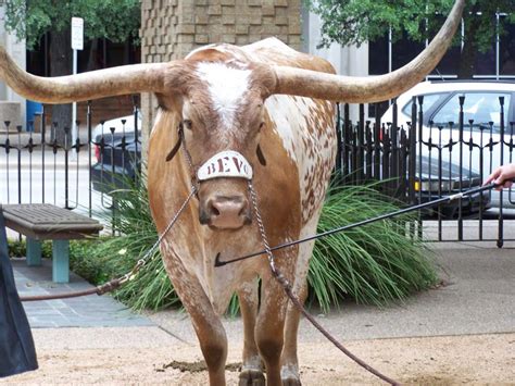 Texas Longhorns mascot BEVO XIV dies | Sports | oudaily.com