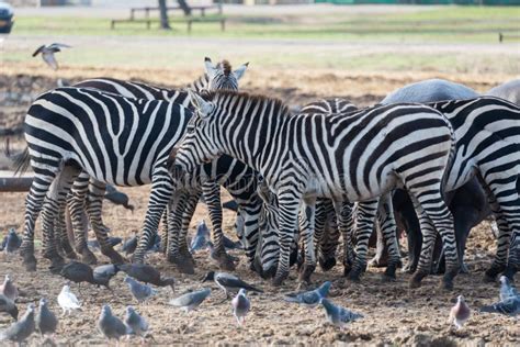 Morning Tour at Safari Ramat Gan Stock Photo - Image of zebras, equids: 94903368