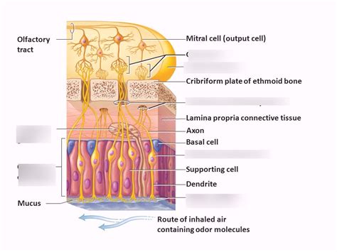 OLFACTORY RECEPTORS Diagram | Quizlet