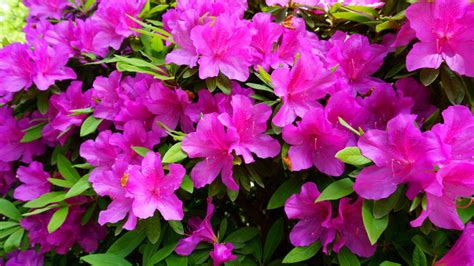 15 Types Of Azaleas You Can Grow In Your Garden