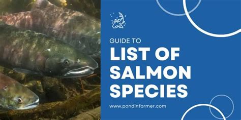 List of Salmon Species 2023 [ID + Pictures] - Pond Informer