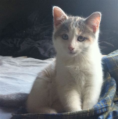 Meet Cleo: A Baby Cat Who Needs A Home | windsoriteDOTca News - windsor ontario's neighbourhood ...