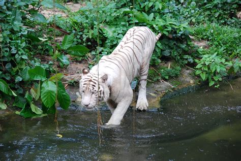 Singapore Weekends: Singapore Zoo - White Tiger