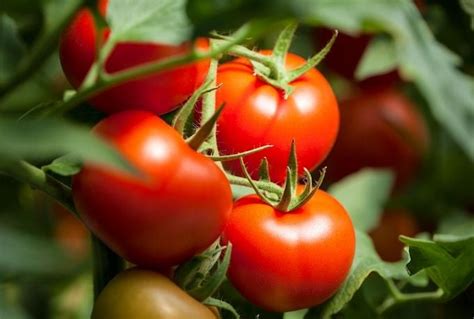 How to Grow Cherry Tomatoes Indoors - The Vegan Atlas