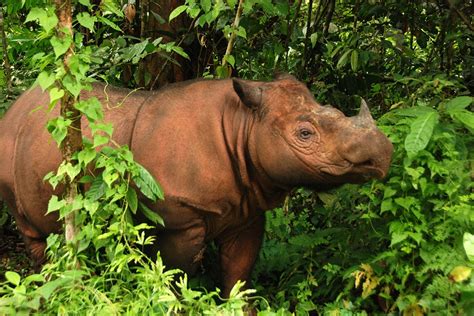 How Many Sumatran Rhinos Are Left 2024 - Eryn Odilia