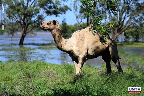 Australia to cull thousands of wild camels as they search for water ...