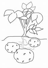 Coloring Pages  Potato Plant Page sketch template