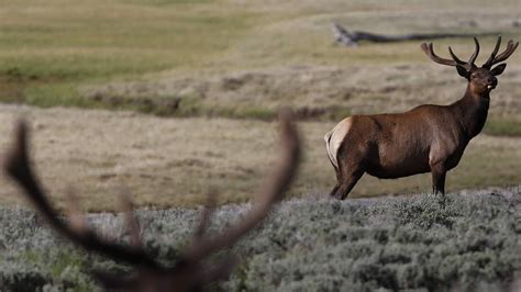 Wolf Pack Slays Entire Elk Herd For 'Sport' | US News | Sky News