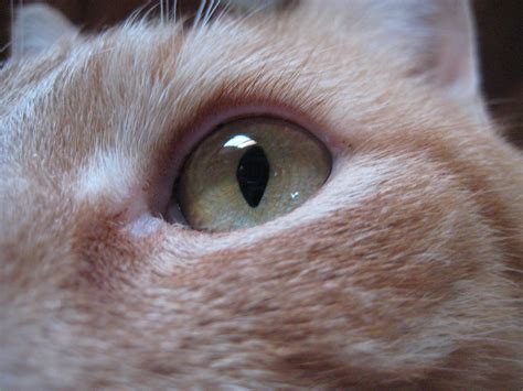Cat Eye | Macro of Mars's eye. | Heather | Flickr