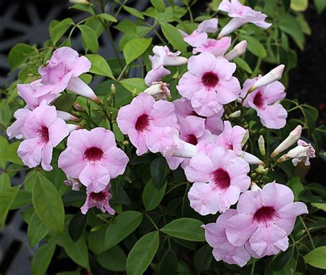 Pandorea jasminoides 'Rosea' (Bignonia j.) Pink Bower Vine - 15 Gallon ...