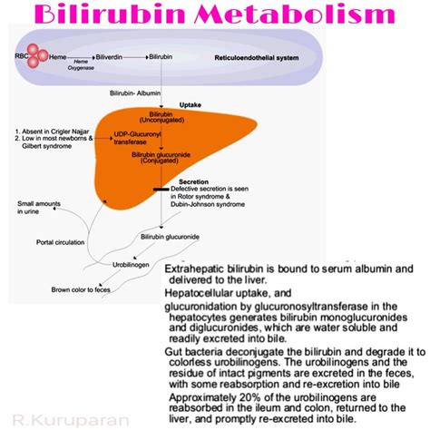 Bilirubin metabolism