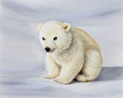 Draw These Animals using Pastel Pencils | Baby polar bears, Polar bear drawing, Animal drawings