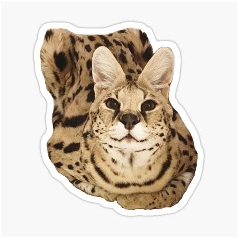 "Sogga Sitting" Sticker for Sale by neuronic | Redbubble