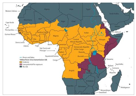 What’s behind Angola’s first yellow fever outbreak in 3 decades - Business Insider