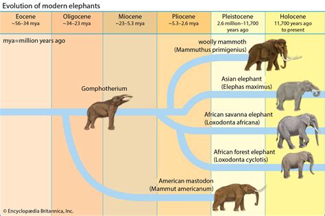 Proboscidean | Evolution, Adaptations & Extinction | Britannica