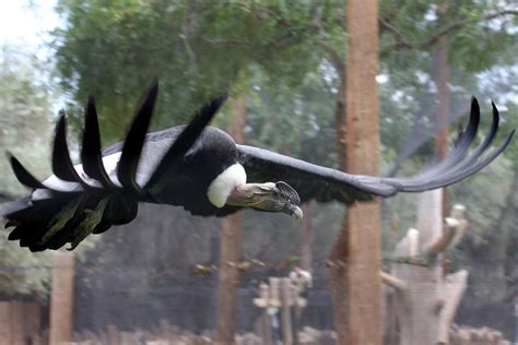 Andean Condor In Flight Photograph by Brittney Powers - Pixels