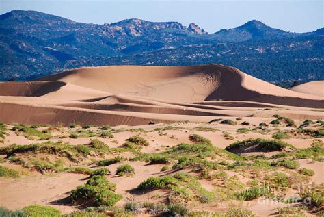 Large Longitudinal Dune In Coral Pink Sand Dunes State Park Kane County Utah by Robert Ford