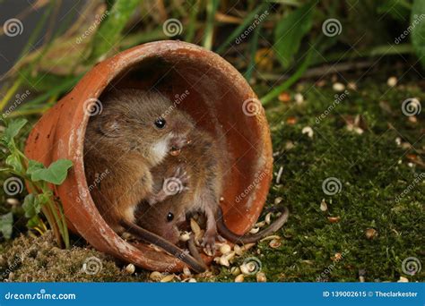 Harvest Mice in Natural Habitat Stock Image - Image of micromys, camera: 139002615