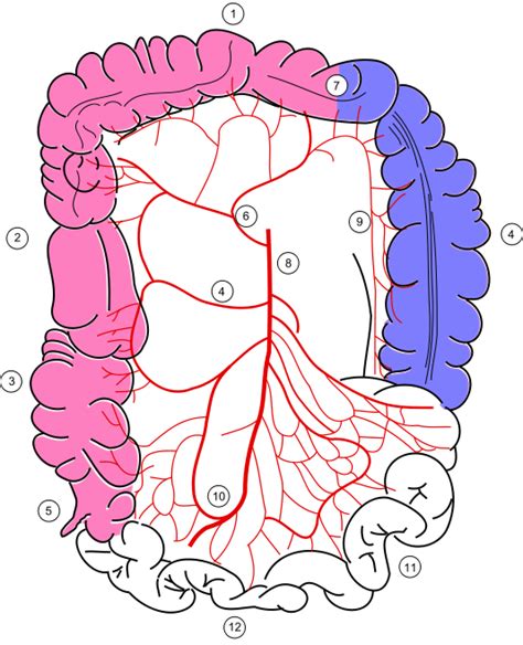 Gastrointestinal Circulation (Blood Supply of the GI Tract) — Superior Mesenteric Artery (SMA ...