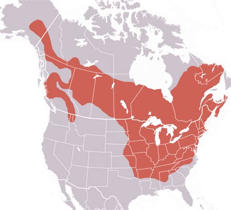 Where do Groundhogs Live