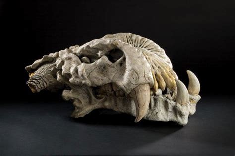 1134: Trophy case skulls from Predator 2 : Lot 1134