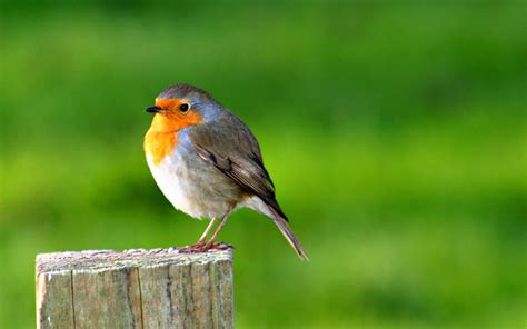 vogel in het bos hd desktop wallpaper: breedbeeld: high definition ...