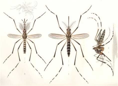 Yellow fever mosquitoes (Aedes aegypti) – Biogents USA