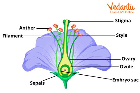 Pessoa em custo de jogo de esportes Massacre Tornarse process of fertilization in plants ...