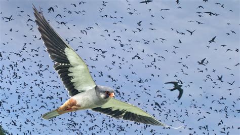 A Galaxy of Falcons: Witnessing the Amur Falcon’s Massive Migration Flocks | Living Bird | All ...