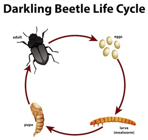 dark beetle life cycle – beetle pupa stage – Crpodt