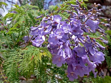 Jacaranda Tree - Local Seeds