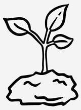 Sprout Drawing Plant Clipartmag Sketch Coloring Page sketch template
