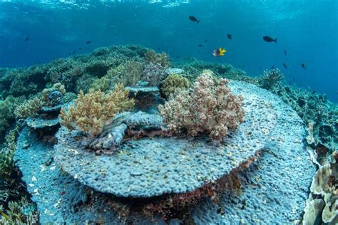 Abundance Reef and Marine Life in Wakatobi National Park, Indonesia ...