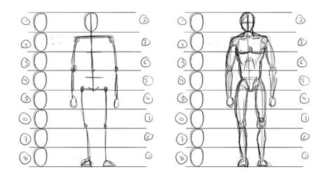 Drawing body proportions, Human drawing, Human figure