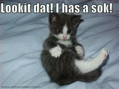 I has a sok! | Funny cat captions, Funny cats, Funny cat pictures