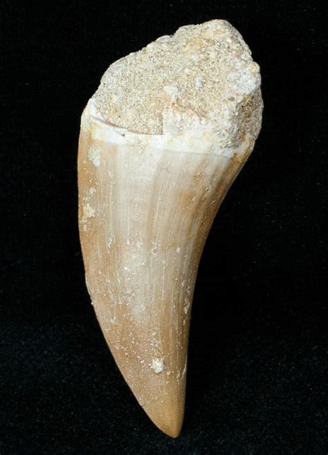 1.2" Fossil Mosasaurus Tooth (#12443) For Sale - FossilEra.com