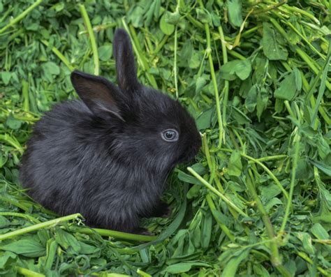 Black Rabbit Symbolism: Meaning and Interpretation