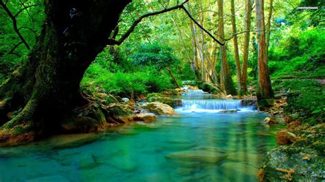 🔥 Download Forest River Wallpaper Top Background by @rachelr8 ...