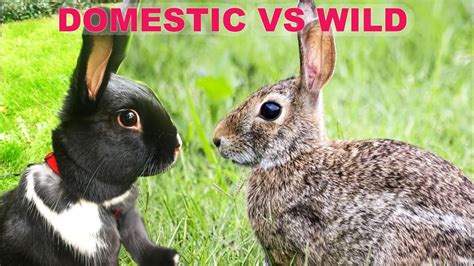 Can Wild And Domestic Rabbits Live Together?